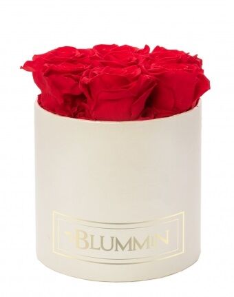 SMALL BLUMMiN - cream box with 7 VIBRANT RED roses, dormant roses